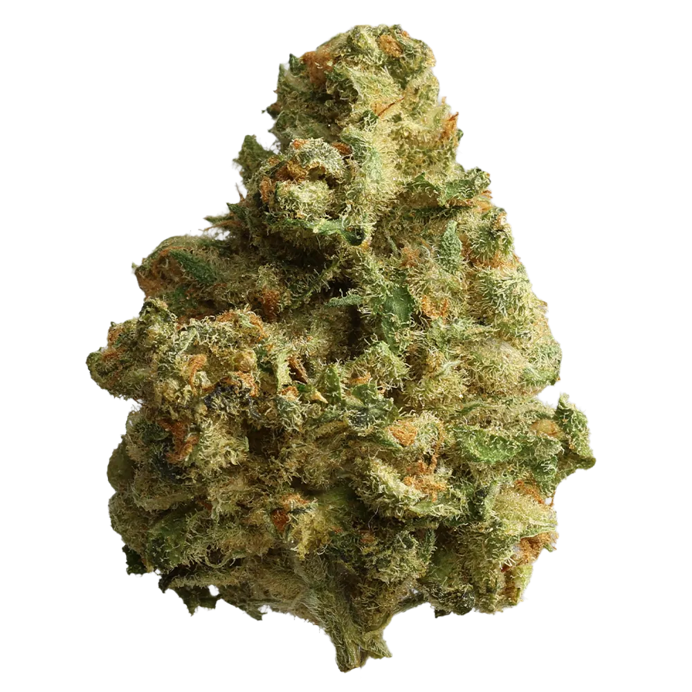 frdm 18-1 JCK- Jack Herer