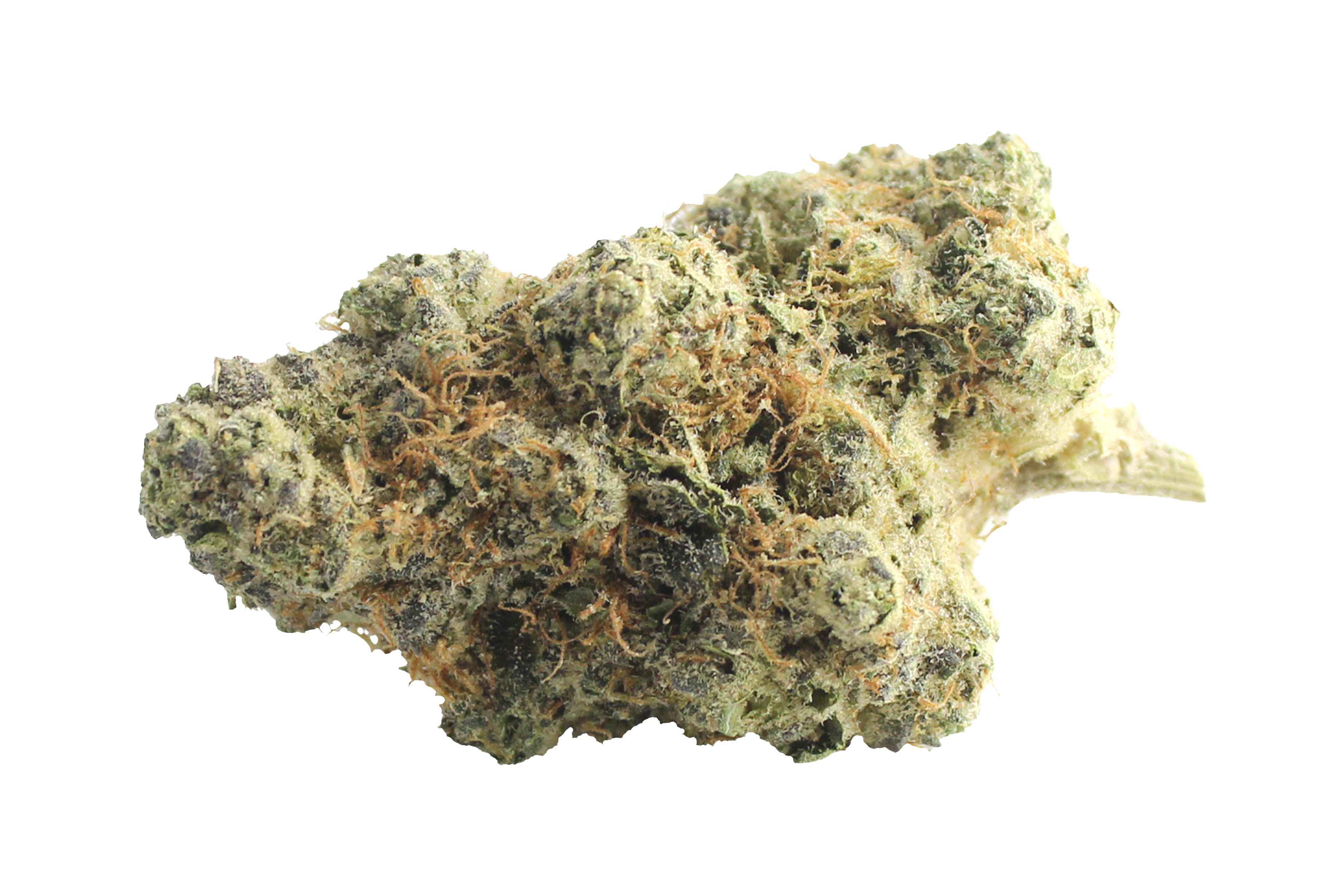 Avaay Signature 31/1 OGC Ocean Grown Cookies Cannabisbluete