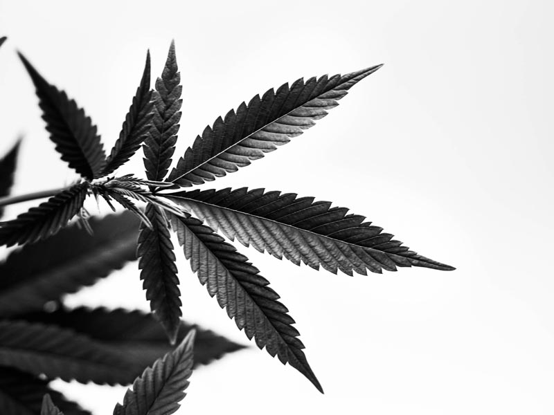 Nebenwirkungen von Cannabis