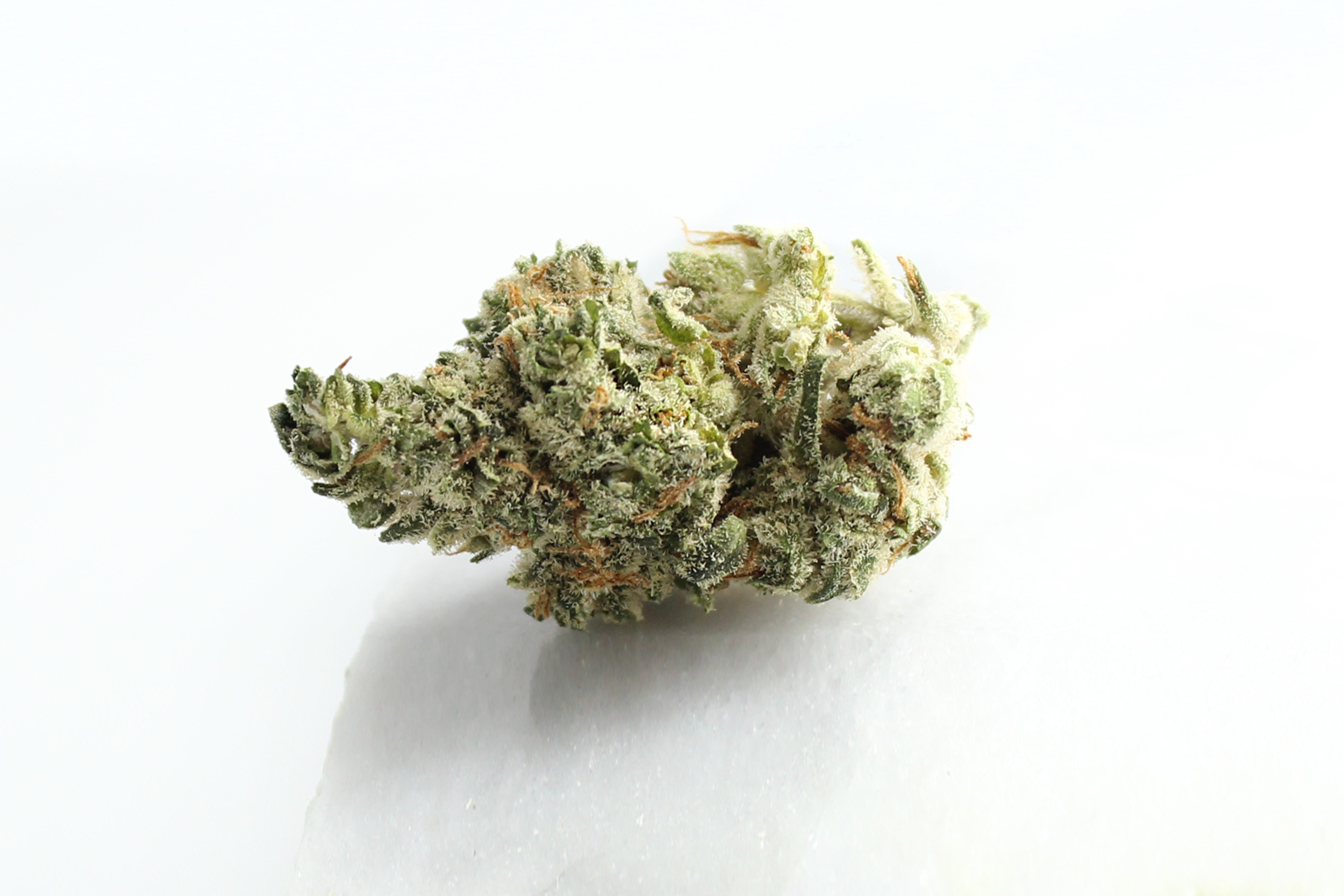 BOTANICS Golden ACE 20/1: Orange Panties