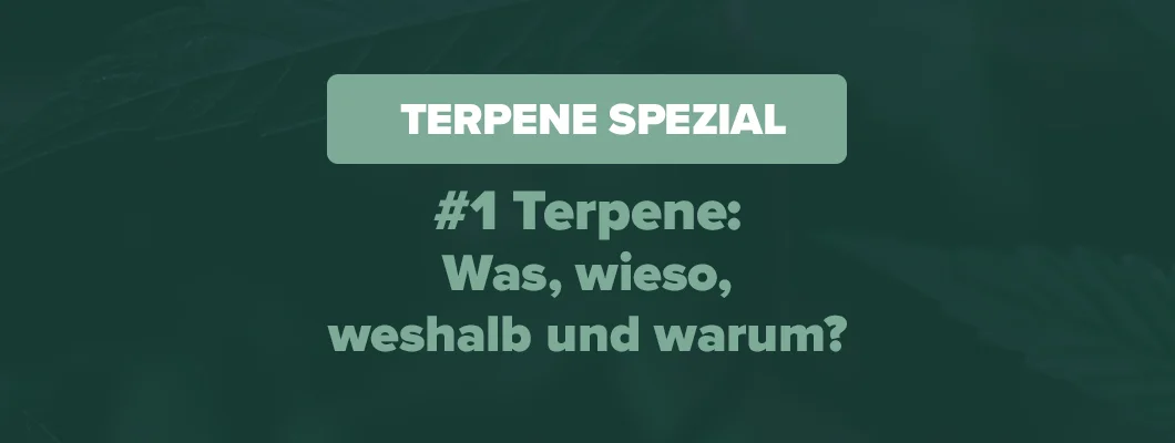 Faszinierende Wirkung der Terpene | GH Academy Terpene Spezial Sedierende Terpene