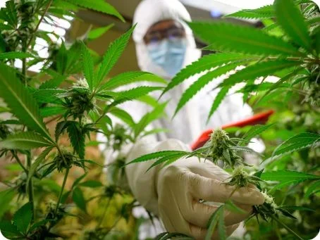 Medizinisches Cannabis bei Suchterkrankungen im Kontext der Substitutionsmedizin Person im Schutzanzug untersucht Cannabispflanzen
