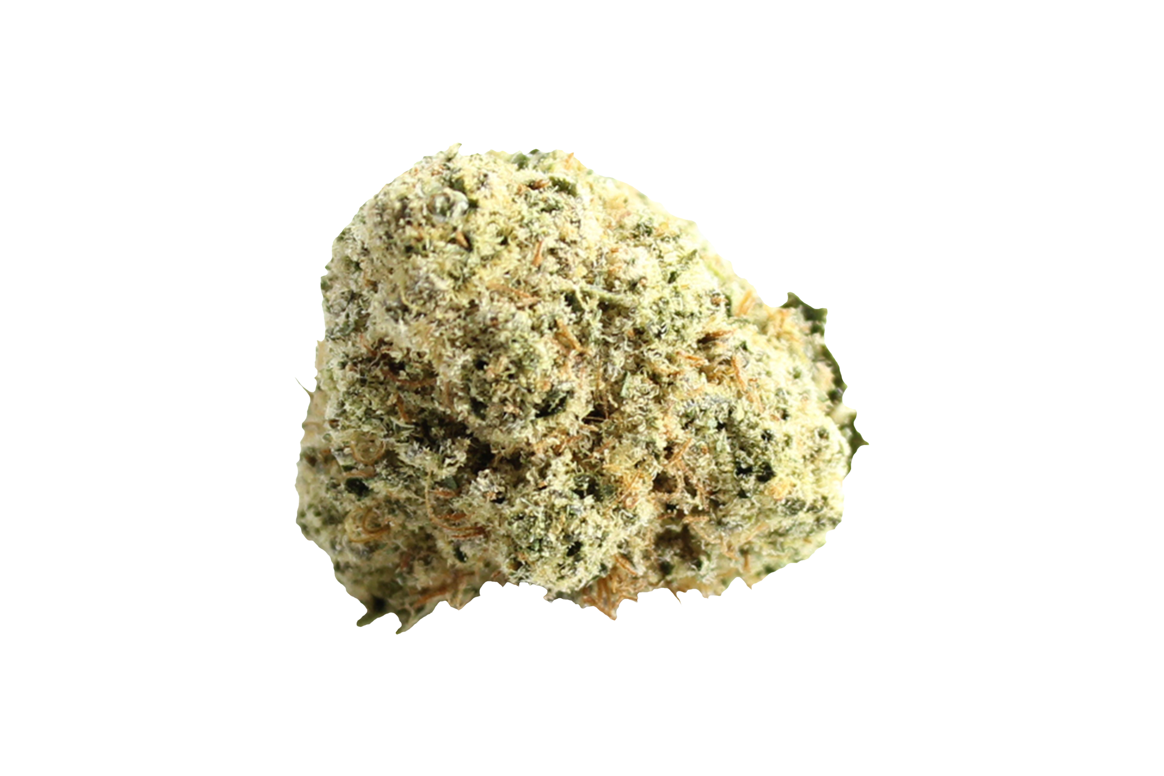 Cansativa Barongo 24/1 Banjo Cannabisbluete