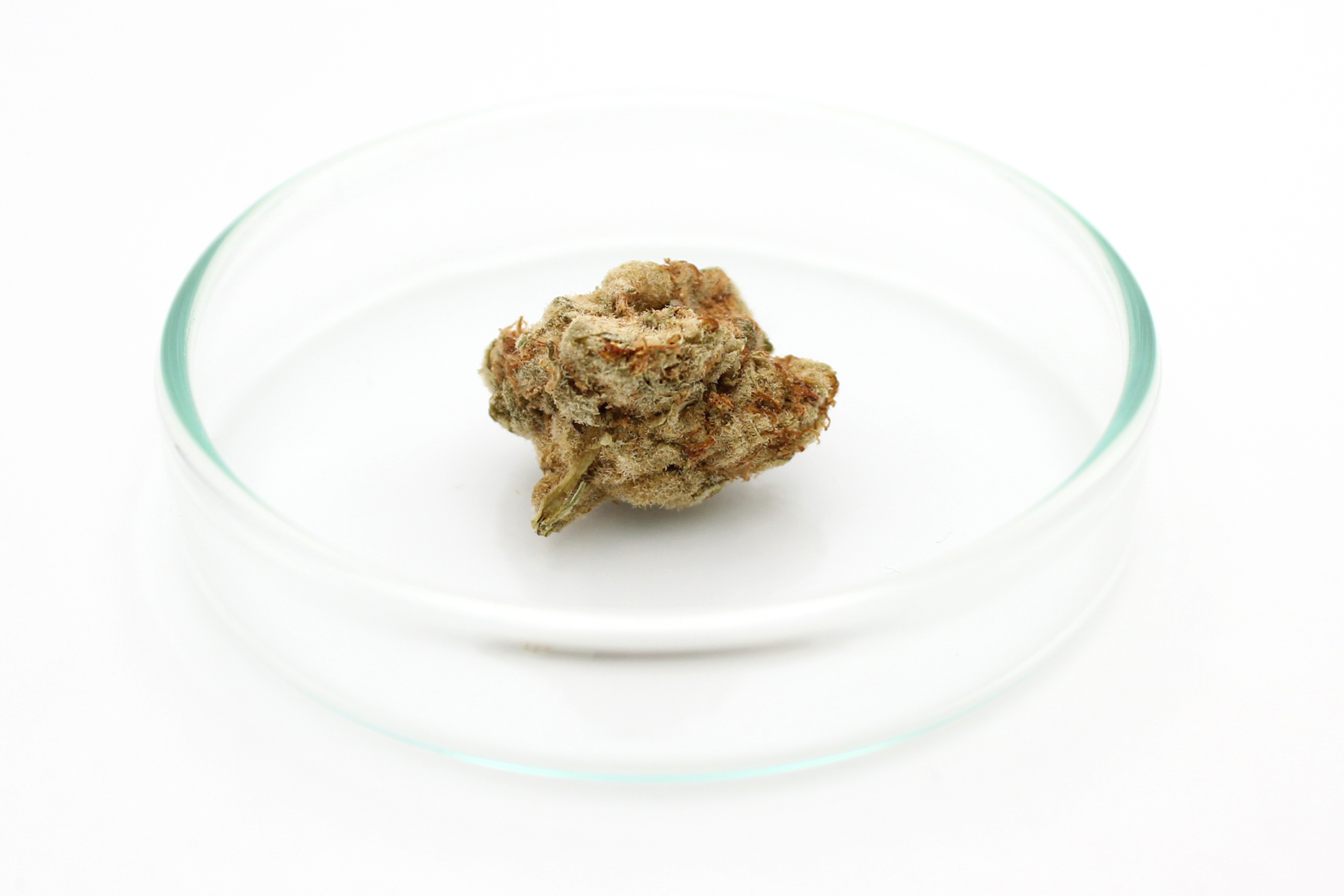 Cannabis flos 23/1 PRT Ku. Black Cherry Pie S Canify