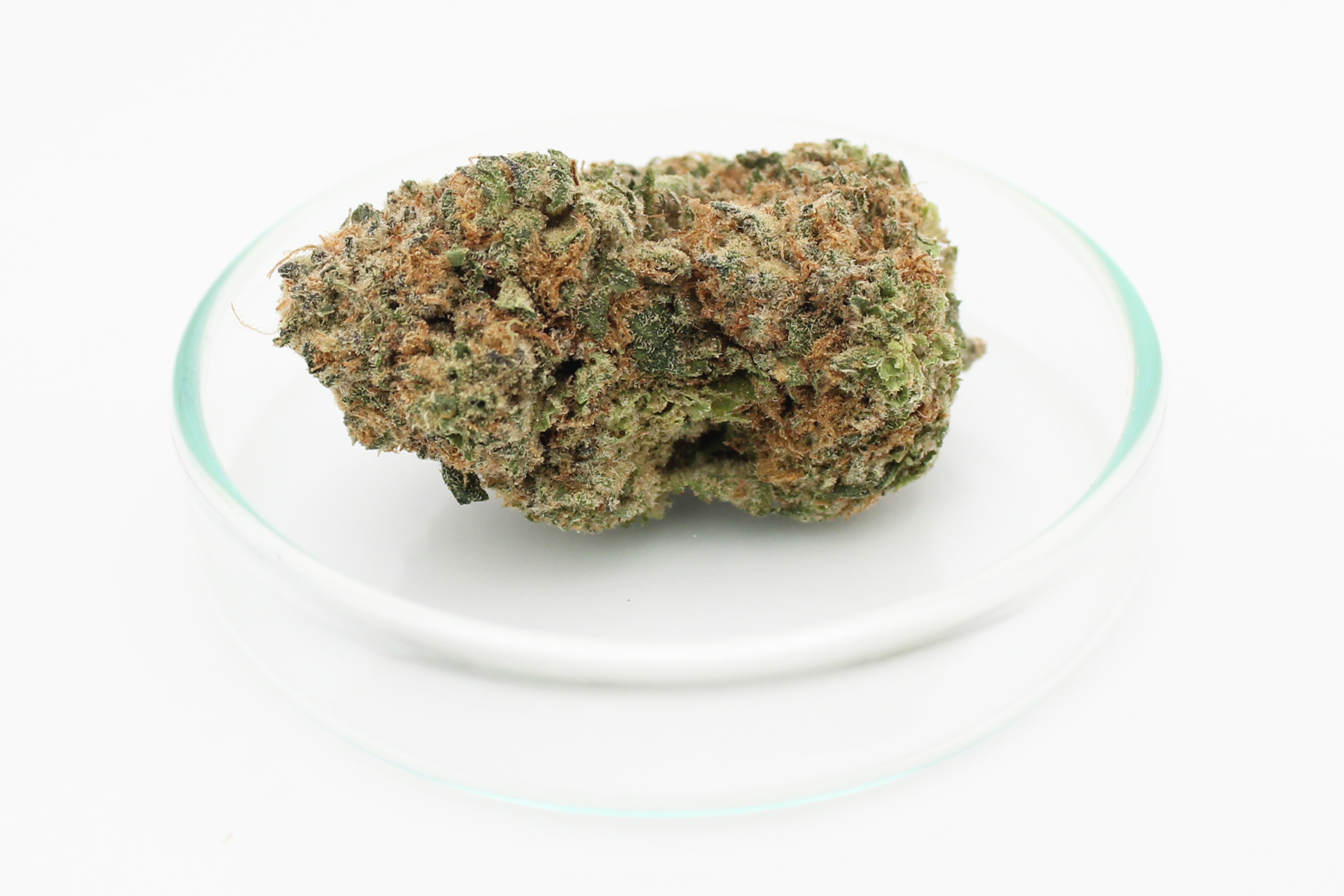 Pedanios 27/1 BLY-CA: Black Jelly