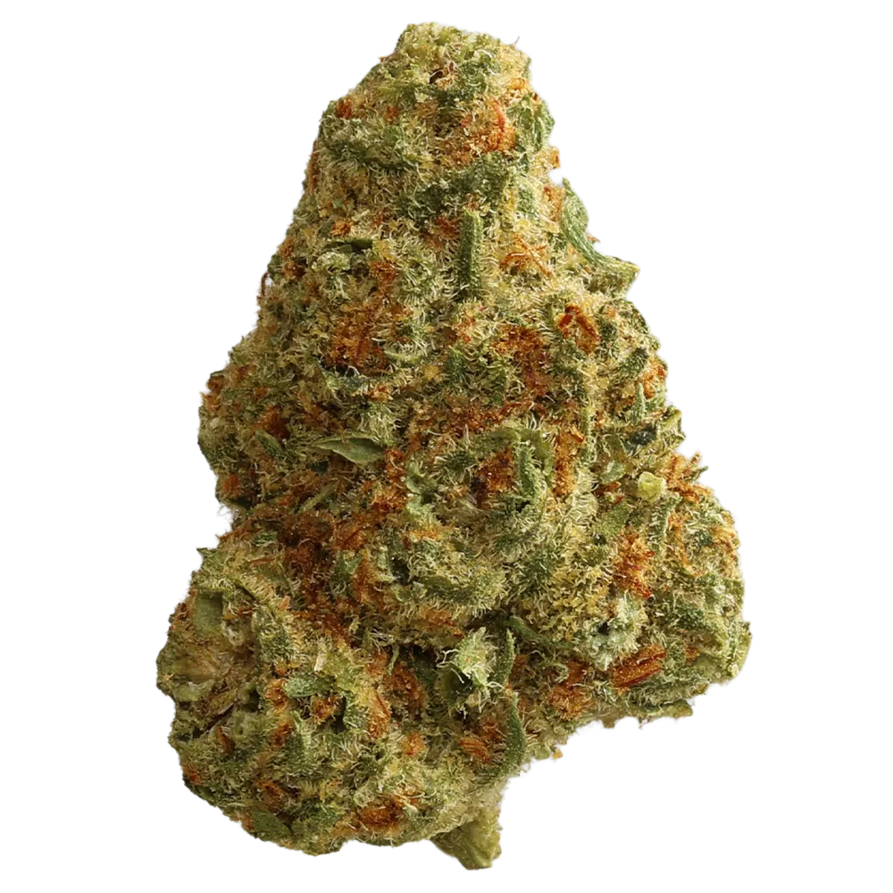 Zoiks 22/1 SLD Sun Lemon Diesel