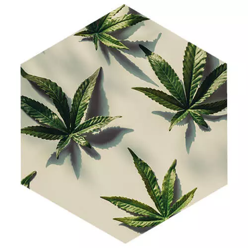 Grünhorn Ratgeber medizinisches Cannabis Grünhorn Ratgeber medizinisches Cannabis