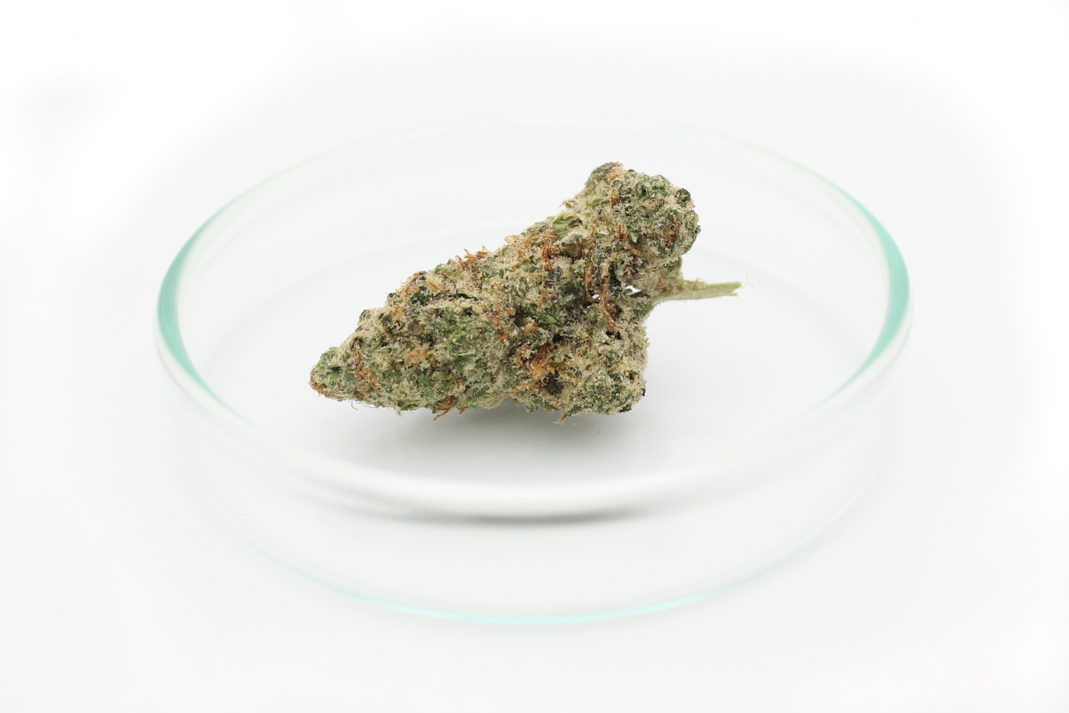 420 Evolution 30/1 CA ICC: Ice Cream Cake Kush Mints
