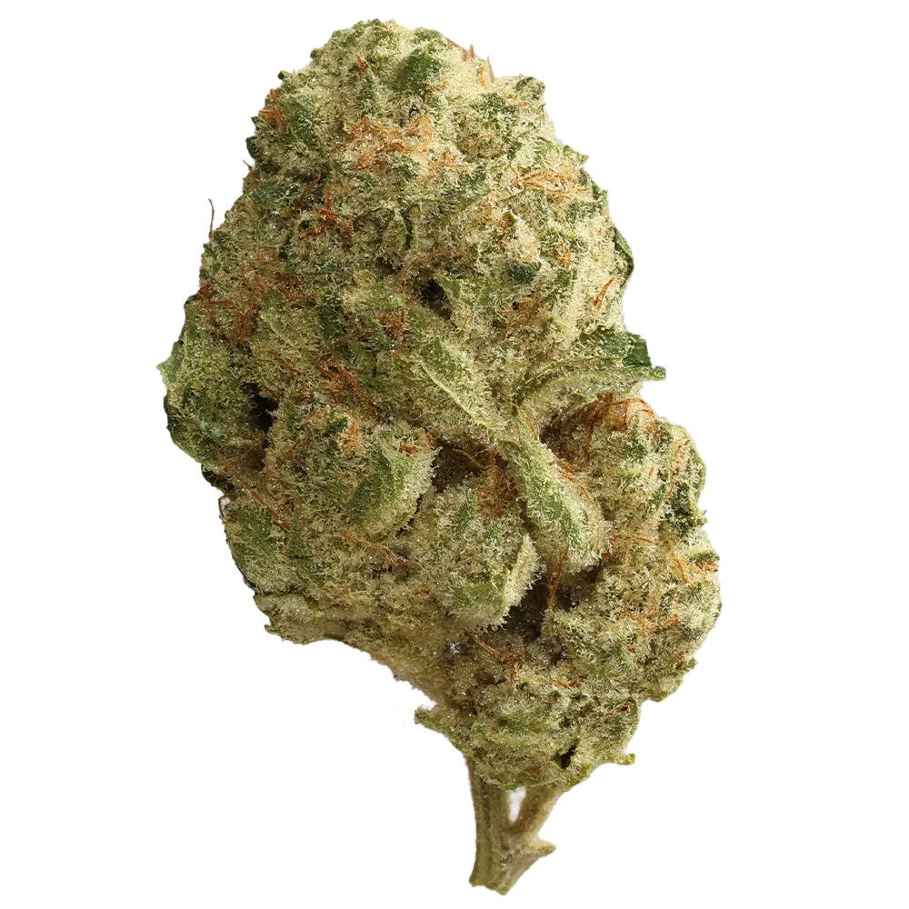 Cannabis flos 27/1 CSF Ku. Solpina Magic