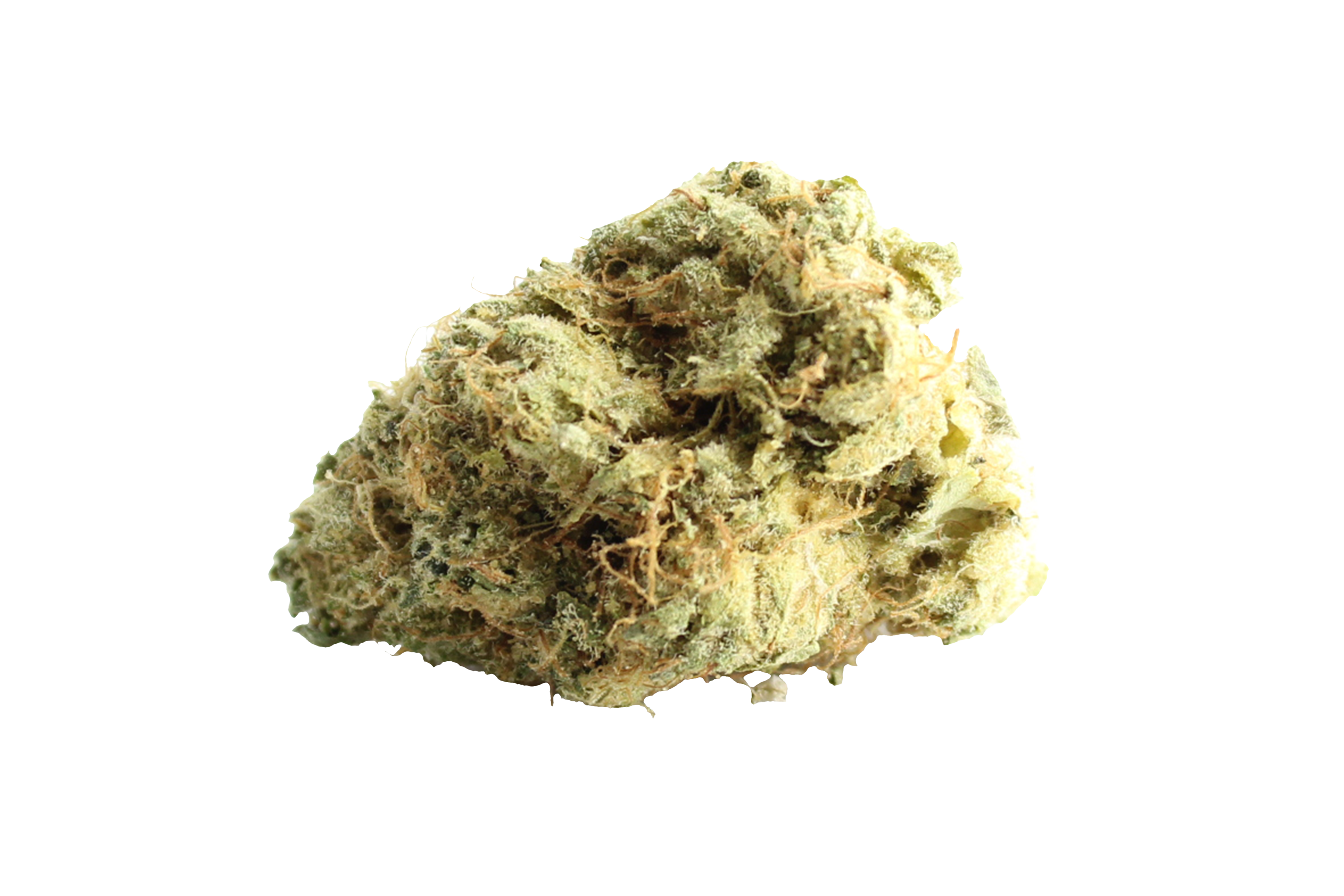 Avaay Signature 29/1 OGC Ocean Grown Cookies Cannabisbluete