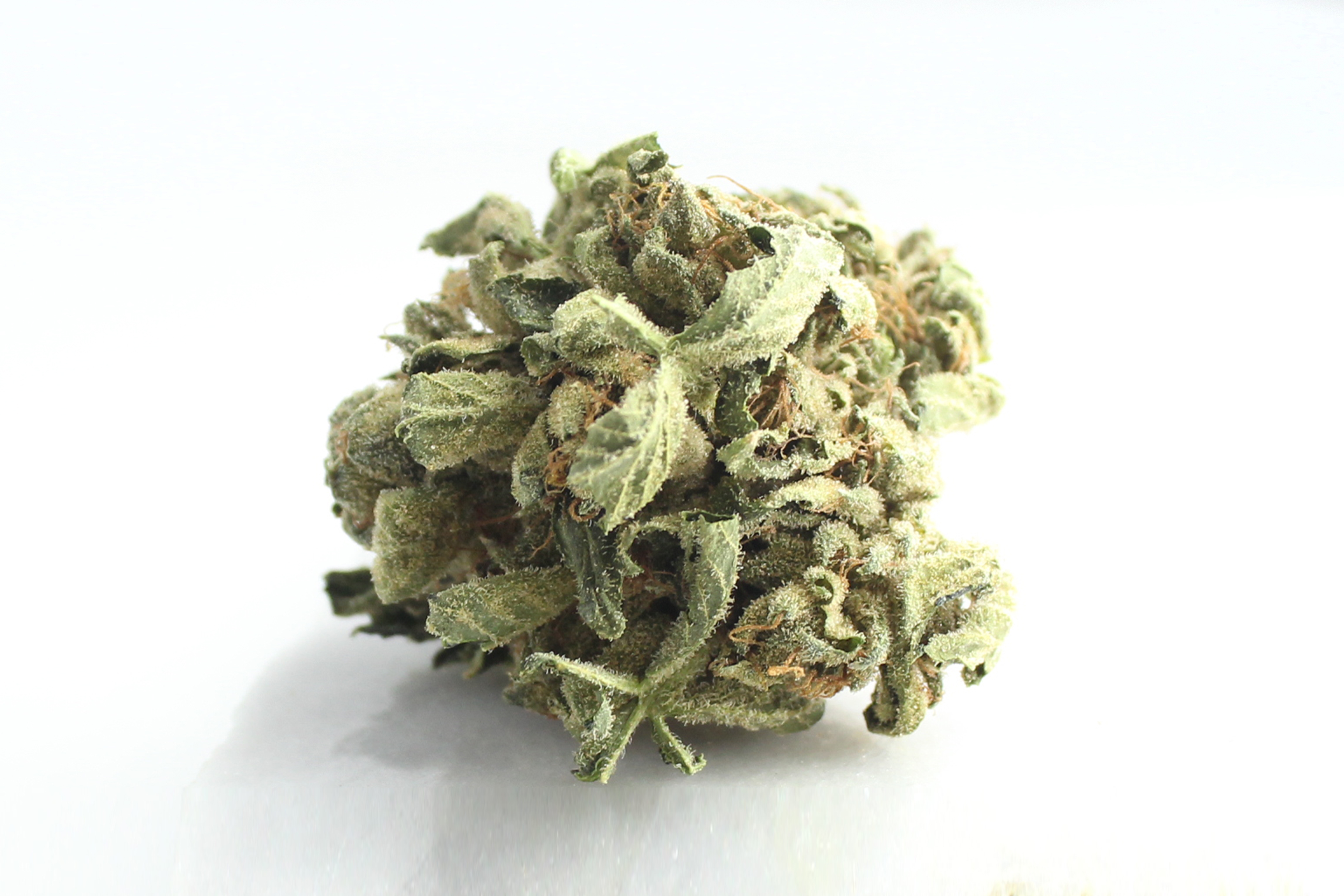 Tilray THC 18 Spotlight Porto: Master Kush
