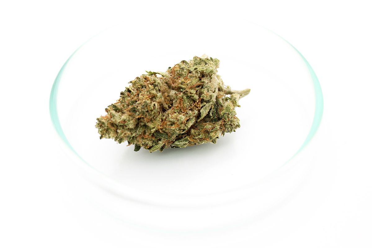 Beacon PK T24: Pink Kush
