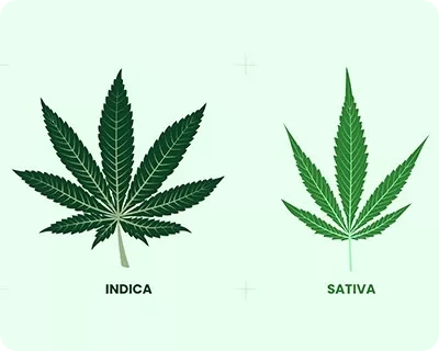 Sativa vs Indica - Warum die klassische Cannabis-Einteilung überholt ist