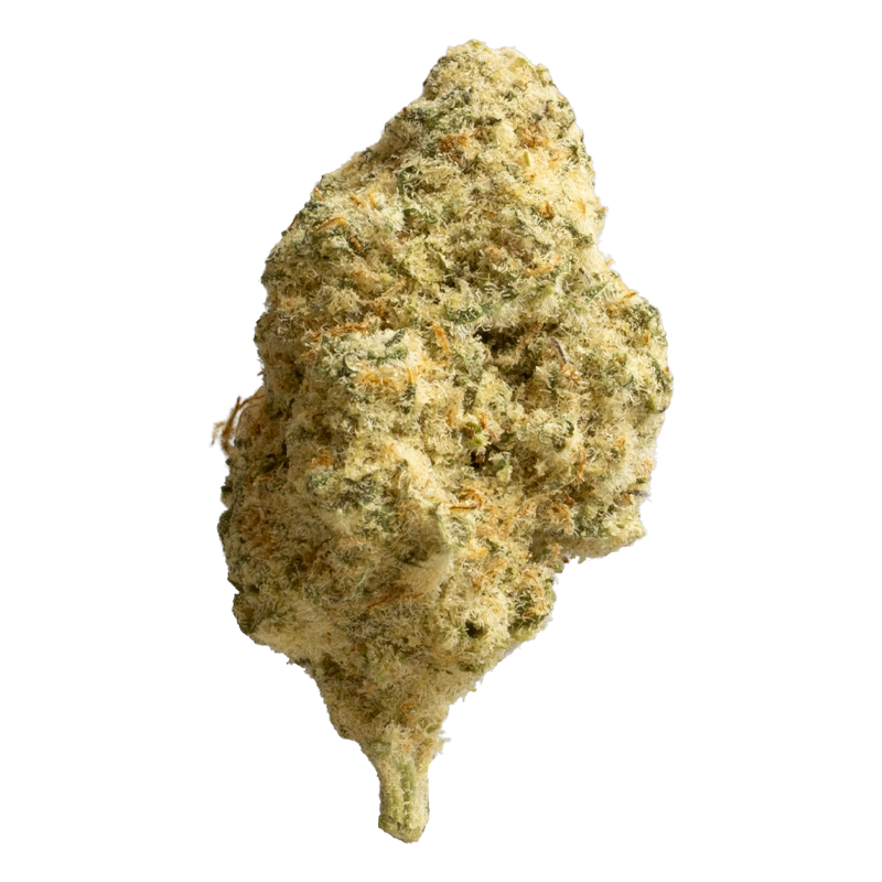 Avaay 26/1 MCO: Mac's Cookies