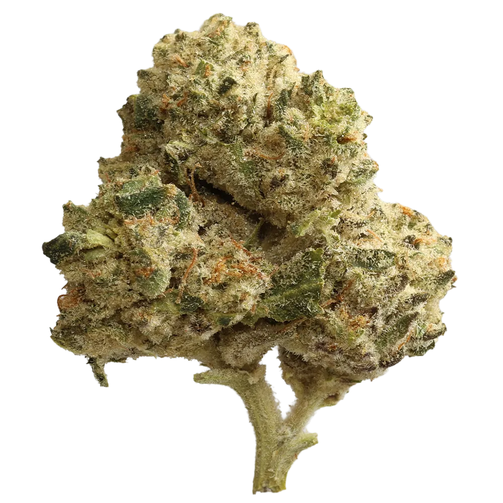 Cannabis flos 28/1 CSF Ku. Cape Venin