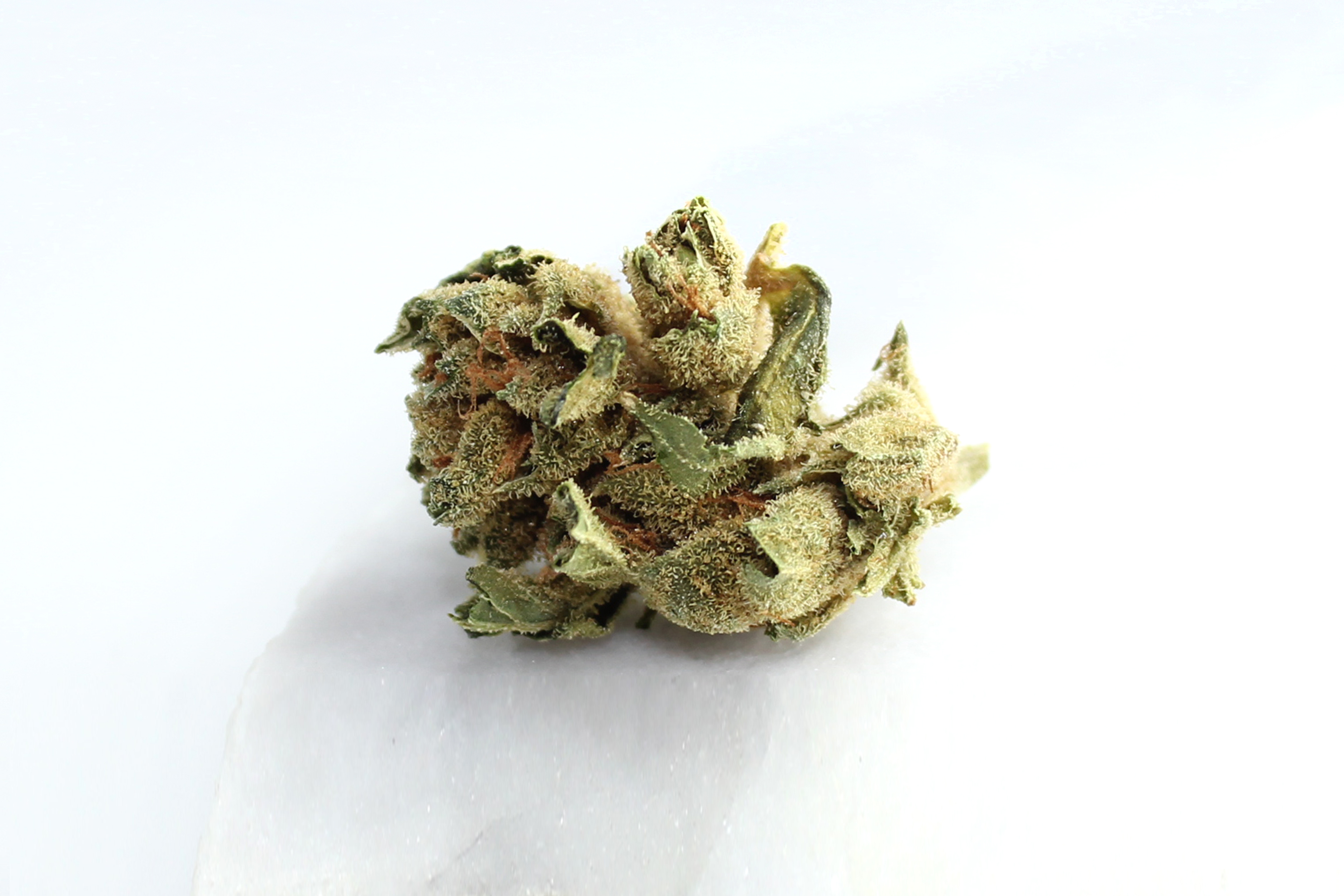 Tilray THC 15 Spotlight Porto: Sirius