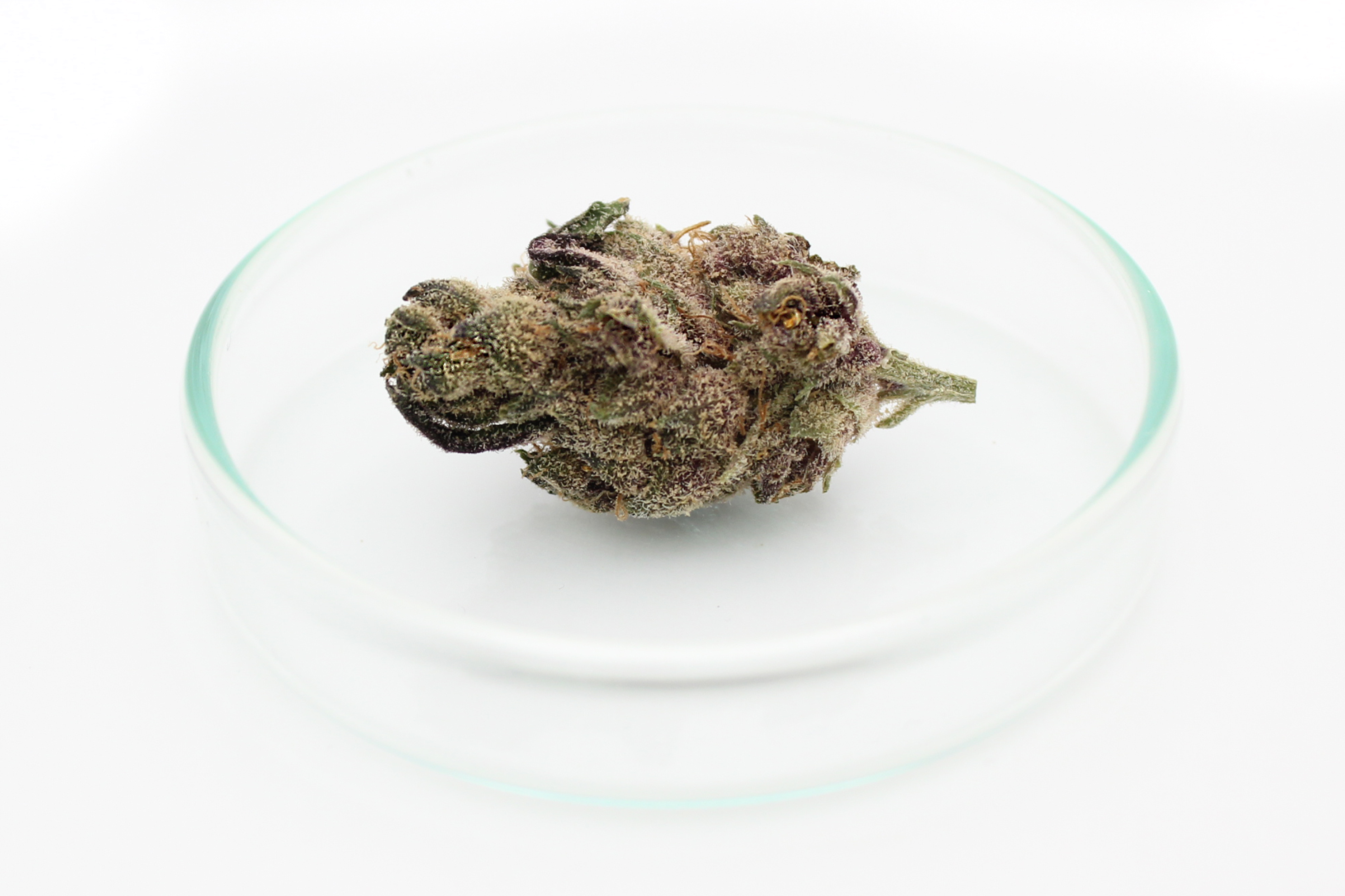 420 Natural 19/1 CA TRP: Tropicana Cookies