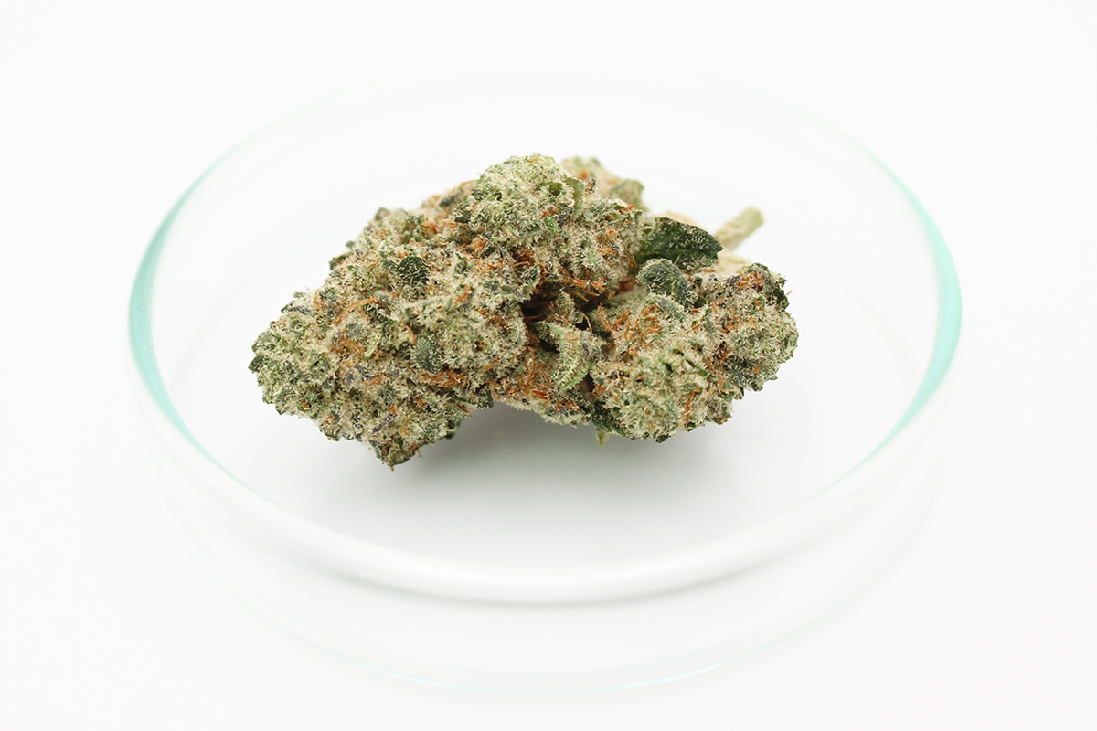 Pedanios 31/1 CMK-CA: Chemango Kush