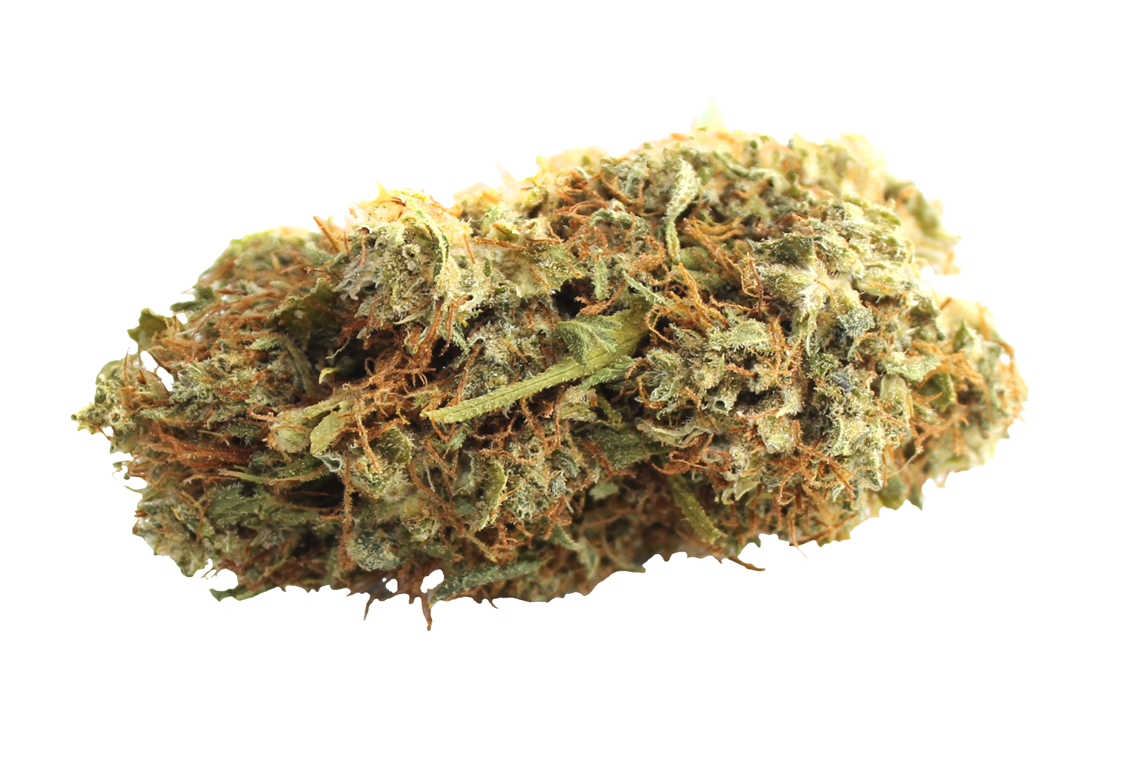 Aurora Pedanios 10/10 EQI-CA Equiposa Cannabisbluete