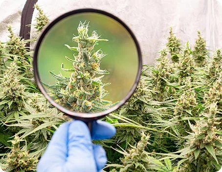 Was können Terpene - Ein Überblick