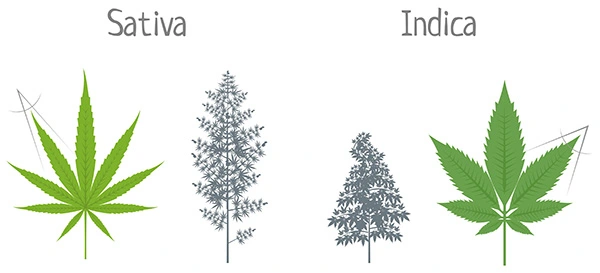 Vergleich_Cannabis_Sativa_und_Indica