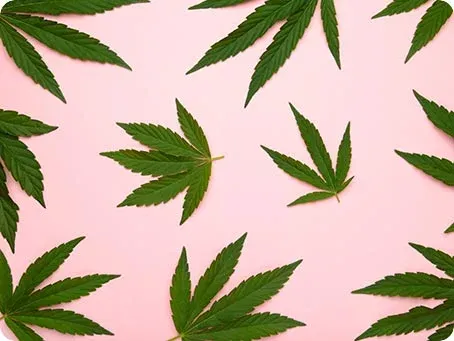 Unterschiede Hanf, Marihuana, Haschisch, Cannabis - GRÜNHORN